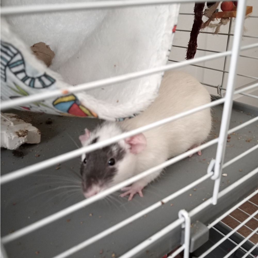 Meet Sean and Gus